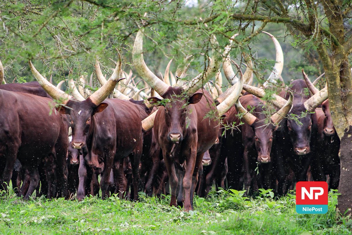 📸 Isano Francis tweet media