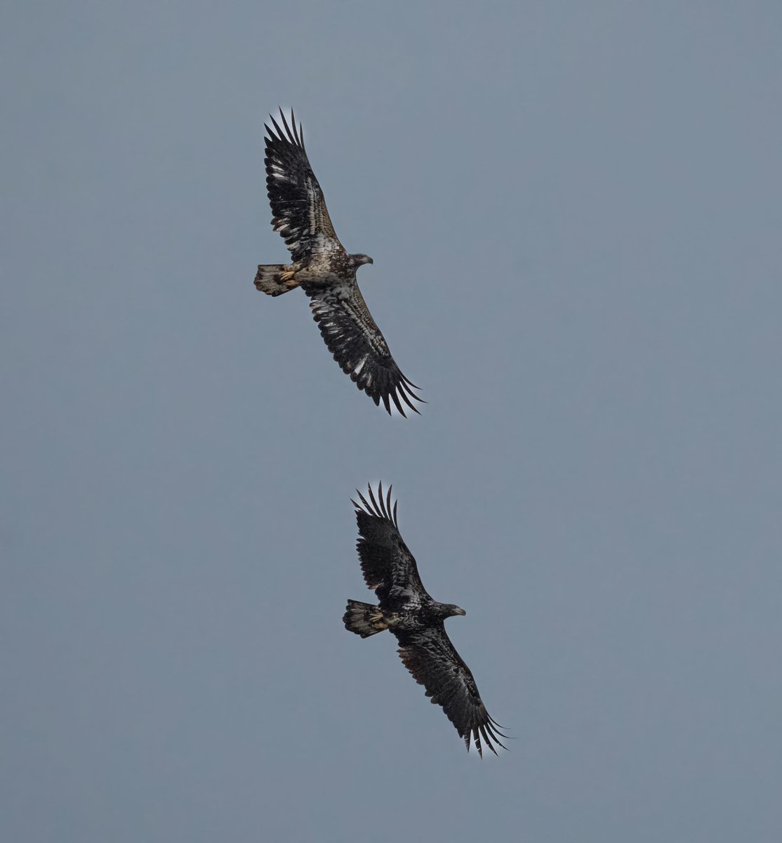 Today's Bald Eagle tweet media
