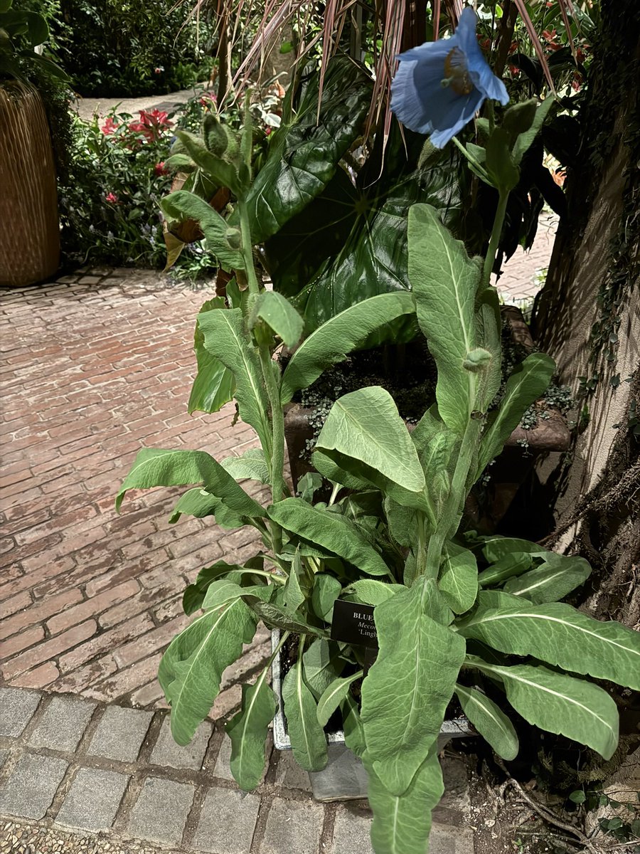 WDCGardener's tweet image. The Blue poppies are starting to bloom at @longwoodgardens - this one was fairly hidden in a corner so you may need to ask a staff person to show you were it is. #gardendc #blueflowers #bluepoppy