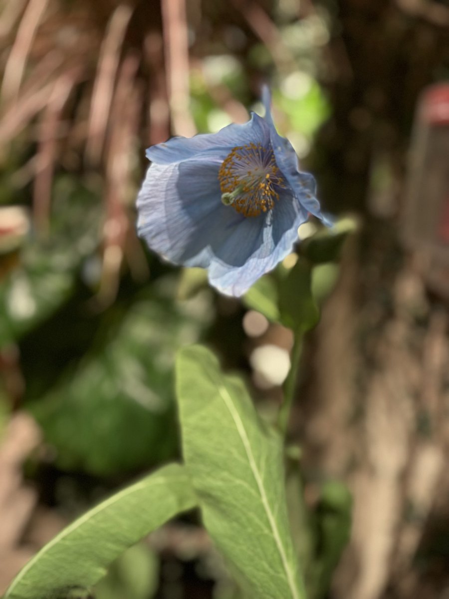 WDCGardener's tweet image. The Blue poppies are starting to bloom at @longwoodgardens - this one was fairly hidden in a corner so you may need to ask a staff person to show you were it is. #gardendc #blueflowers #bluepoppy