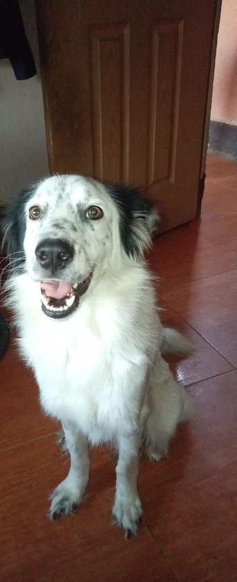 Tiene un año y tres meses.
Se lleva con gatos y niños.
Es muy cariñoso.
Se debe ubicar a la brevedad de lo contrario debe volver a la calle. Mensaje al +584122357914
Caracas - La Pastora