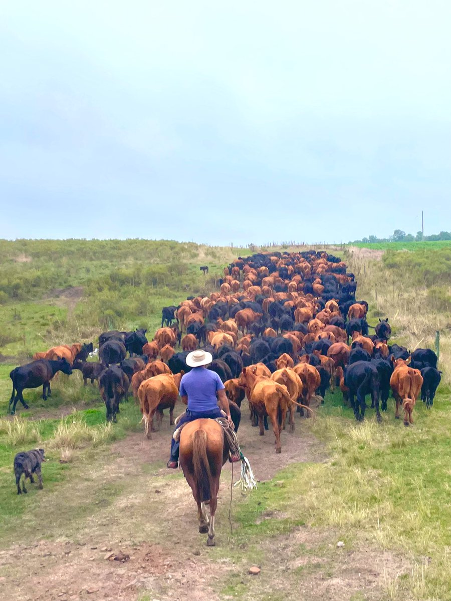 Federico Fox tweet media