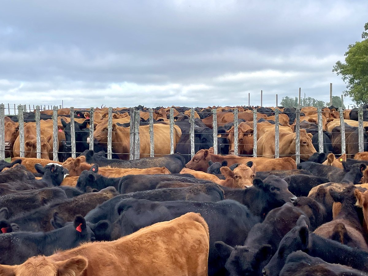 Federico Fox tweet media