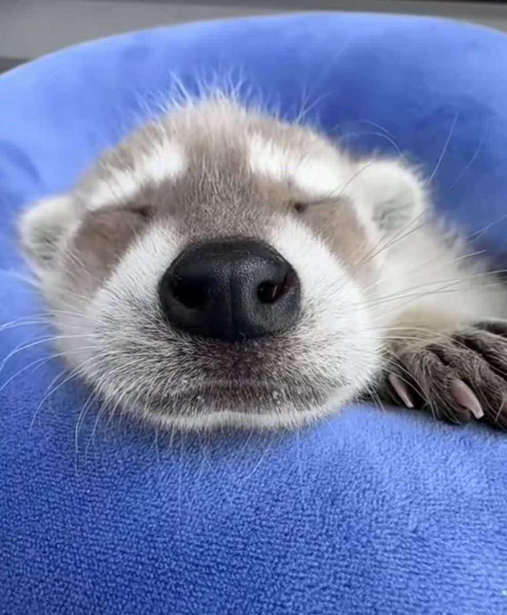 Why you should have a Raccoon tweet media