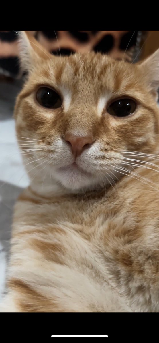 Nythaniel🐝 tweet media