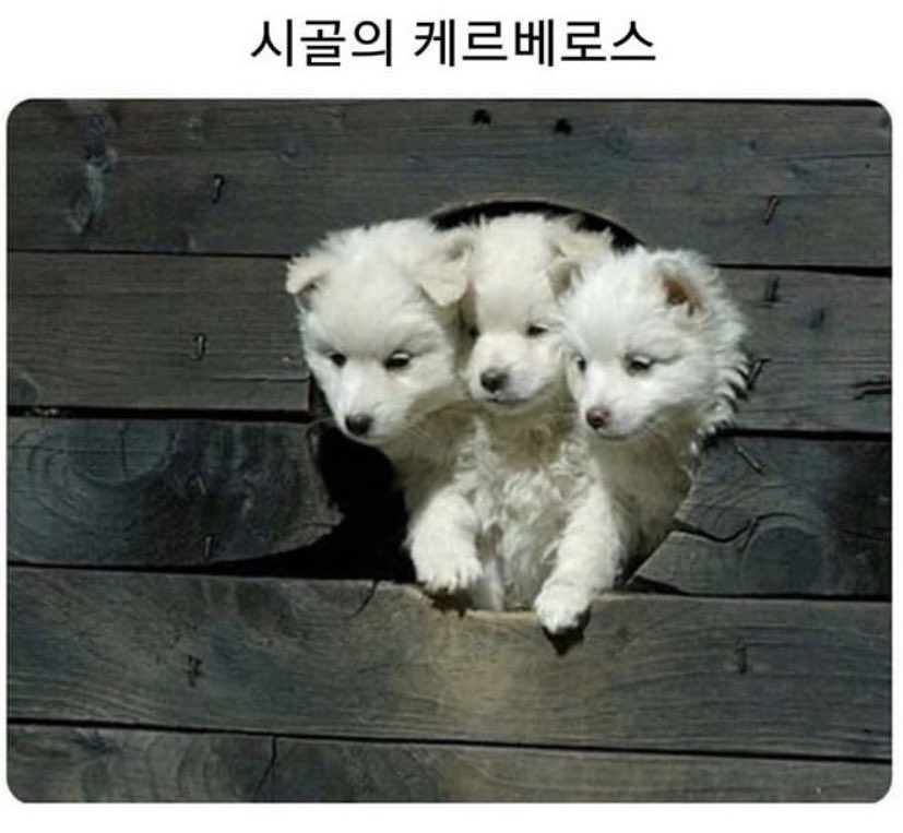 이브 tweet media