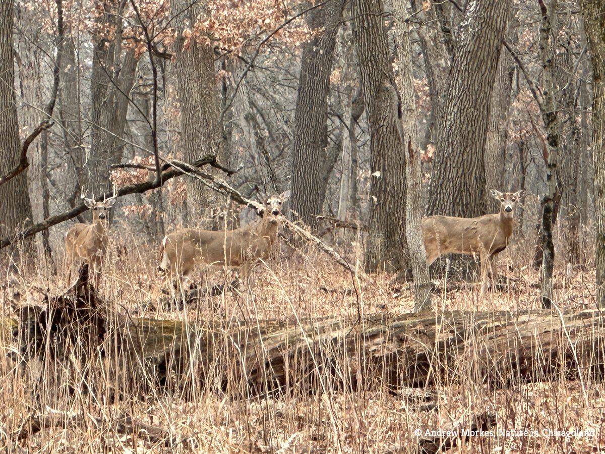 Andrew Morkes tweet media