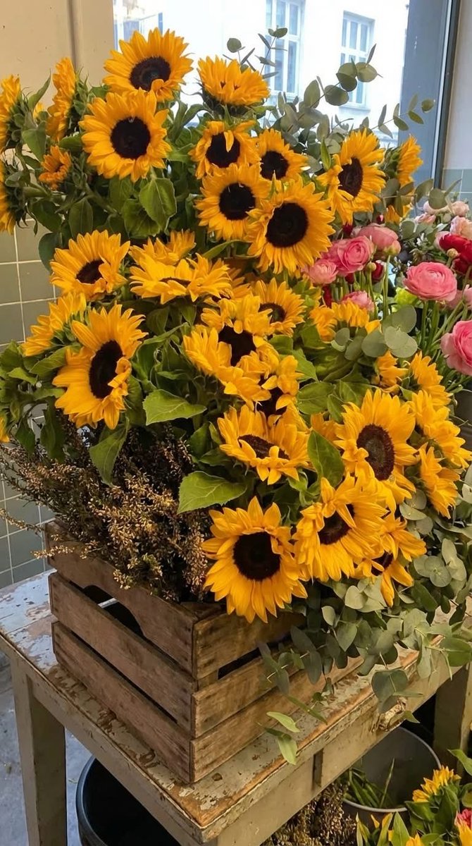 SUNFLOWER 🌻 tweet media