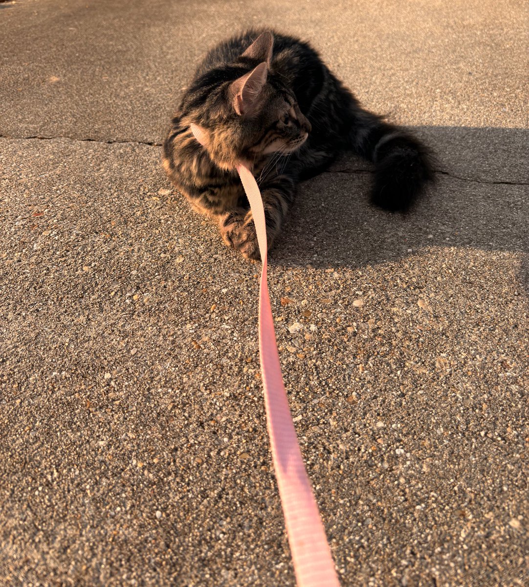 #1 Healslut NA tweet media