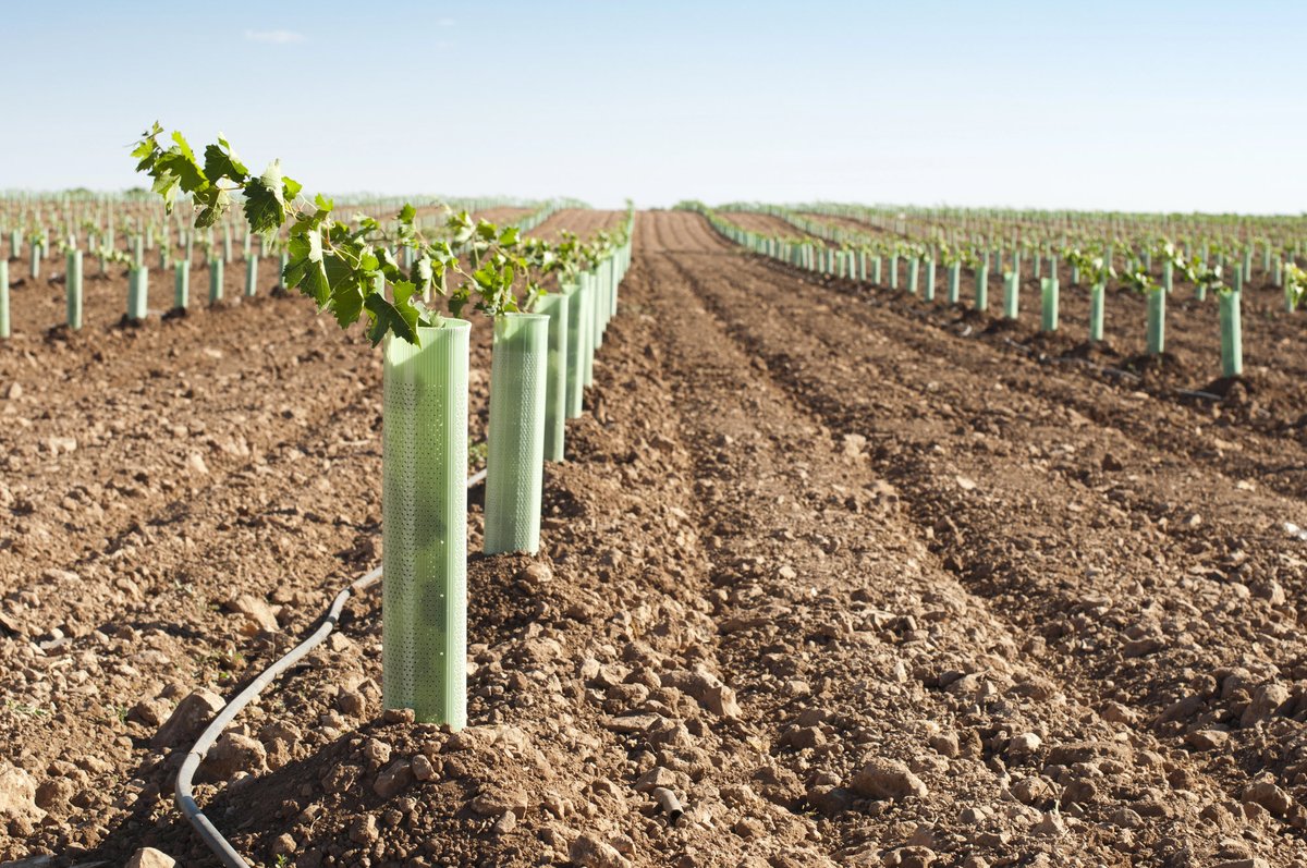 WineNewsIt's tweet image. #Nuoviimpianti di #vigneti: prorogata al 17 aprile 2026 la scadenza per presentare le #domande. Il decreto del #Ministero dell’#Agricoltura allunga le scadenze, anche in virtù dei ritardi legati all’#aggiornamento dell’applicativo del #Sian, winenews.it/it/nuovi-impia…