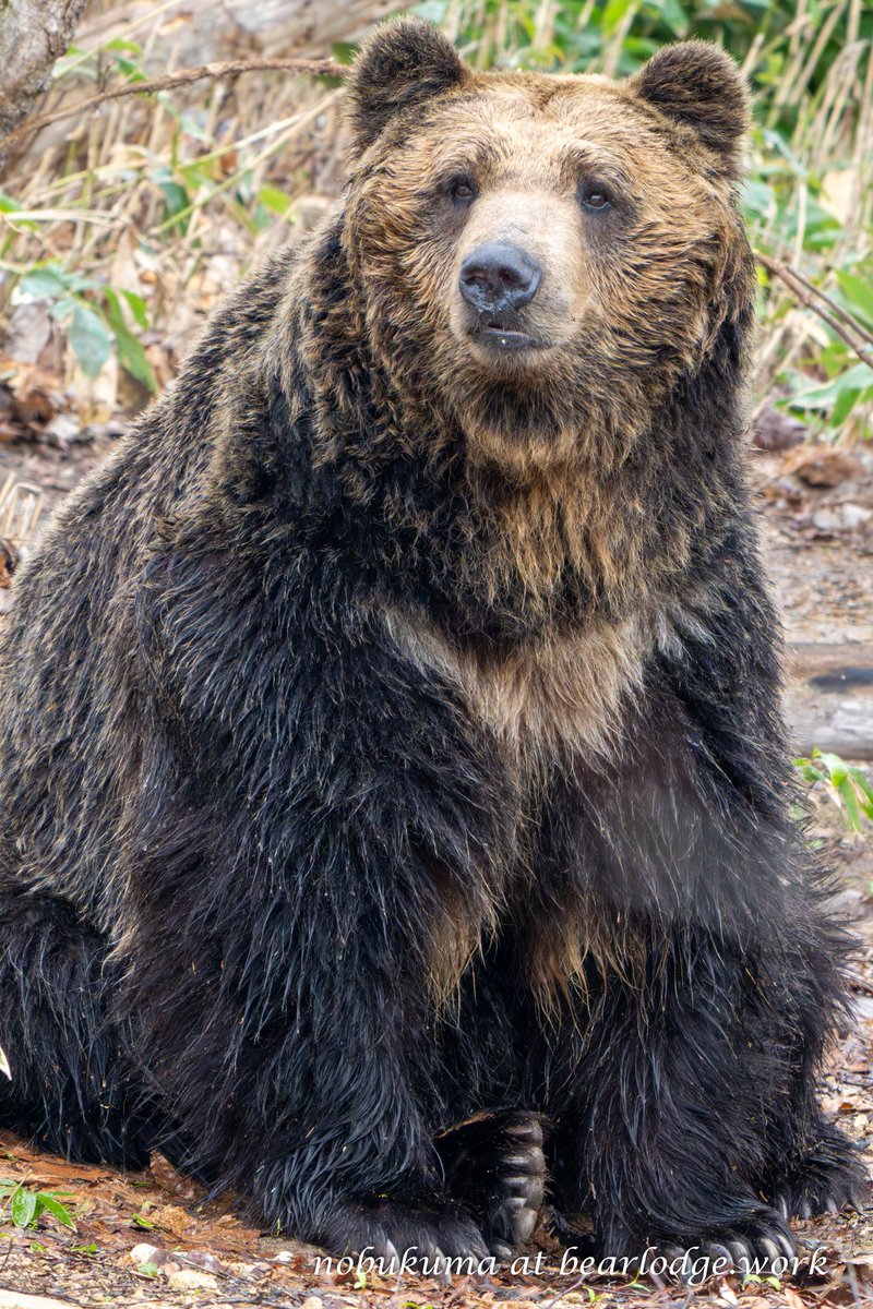 のぶクマ🐻羆と香辛料 (@kumar0001) / Posts / X