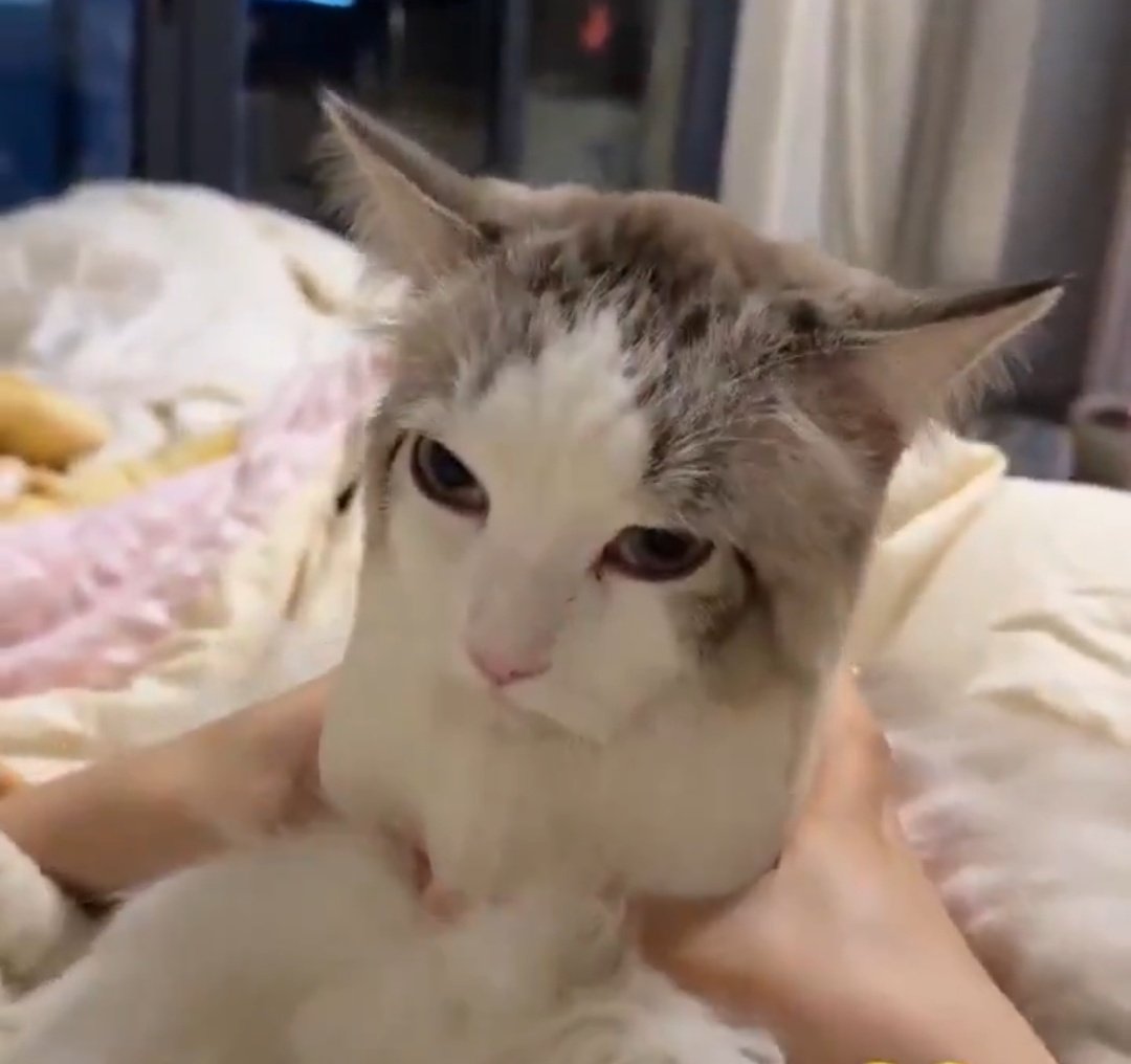 naumenko tweet media