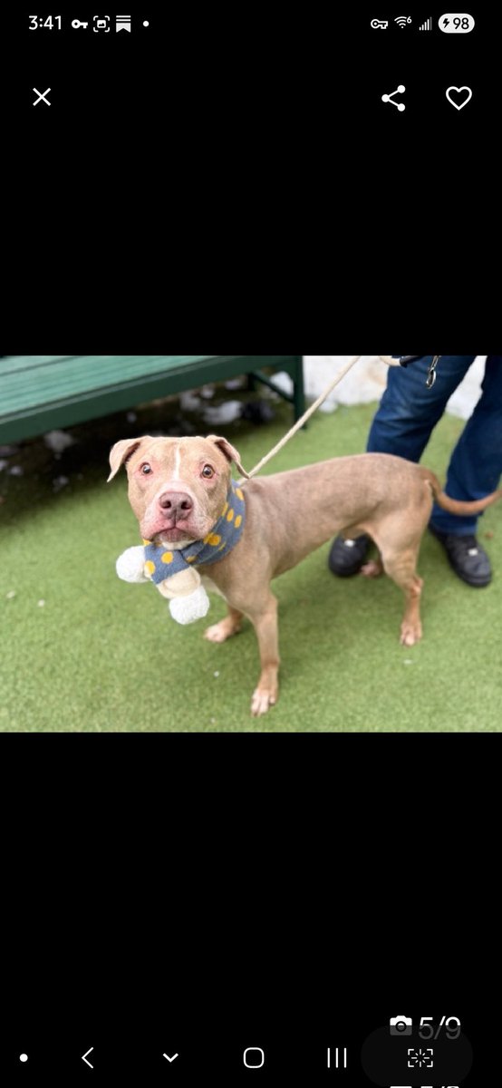 💔Papo Korn💔
#NYCACC #247612 7Y
▪️ReListed TBK: 3/5💉 
#RescueOnly

Precious sweetie's💔, arrived stray 10 days ago + listed!
Being given 0 chances!
Darling boy's understandable fear's palpable.
No need 2 kill him!
Needs loving, all adult, N.East #Foster, 4 security, 2