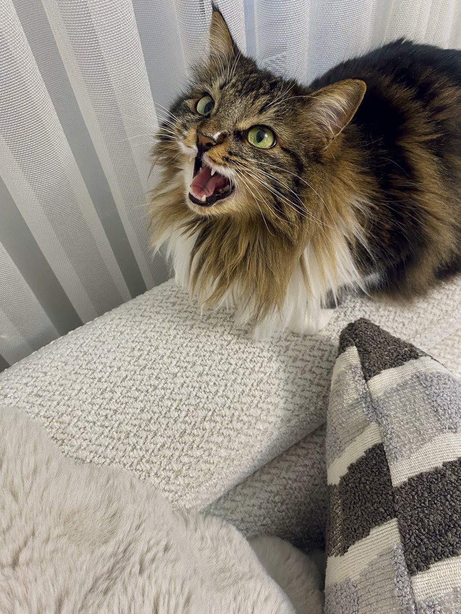 Çok şükür evinde orman kedisi olan eve davet edildik 🤤