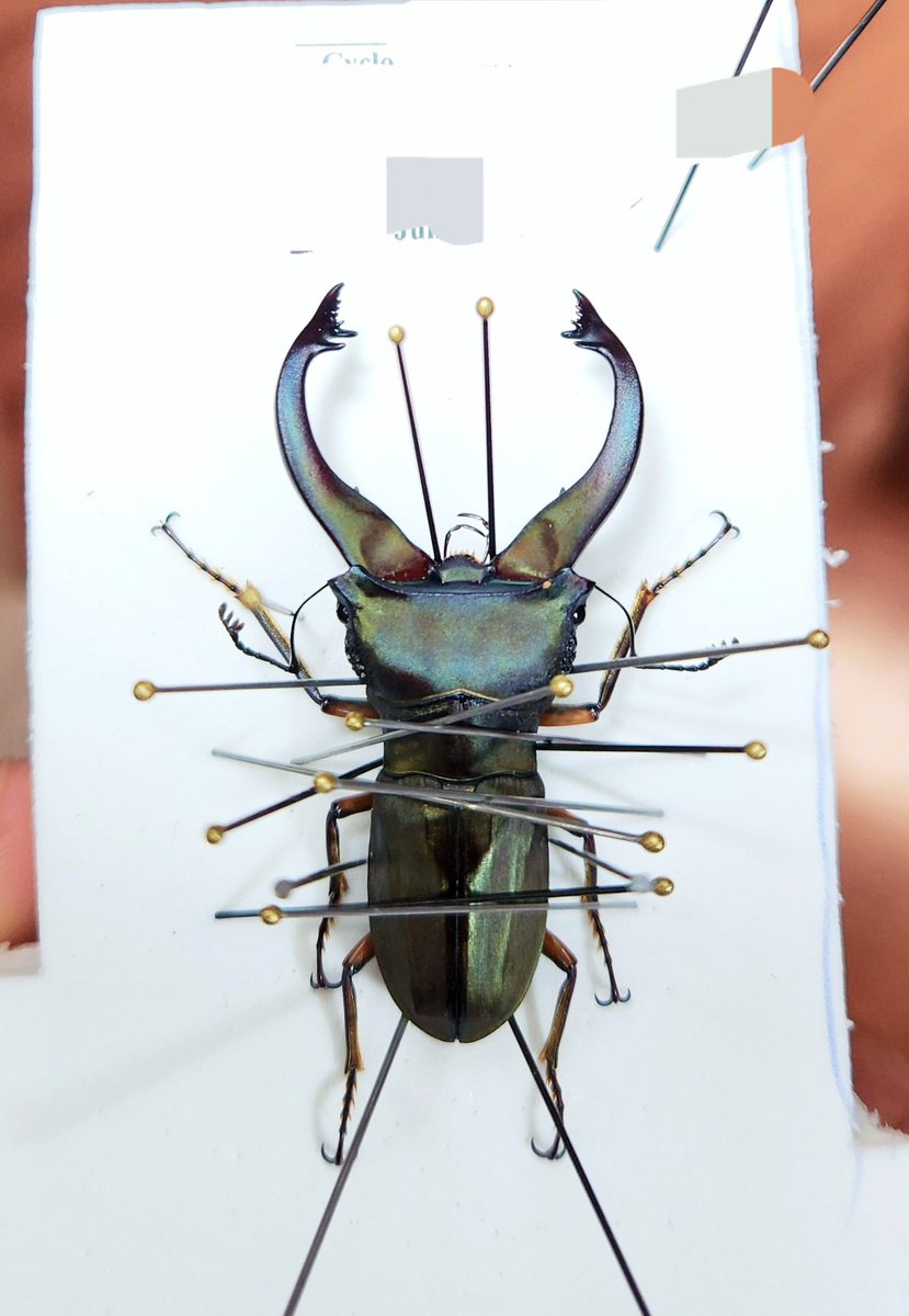 Lucadybo tweet media