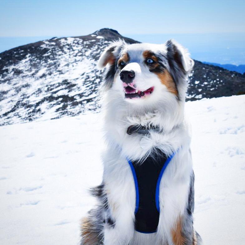 Vitor Sorriso 🇸🇻 tweet media