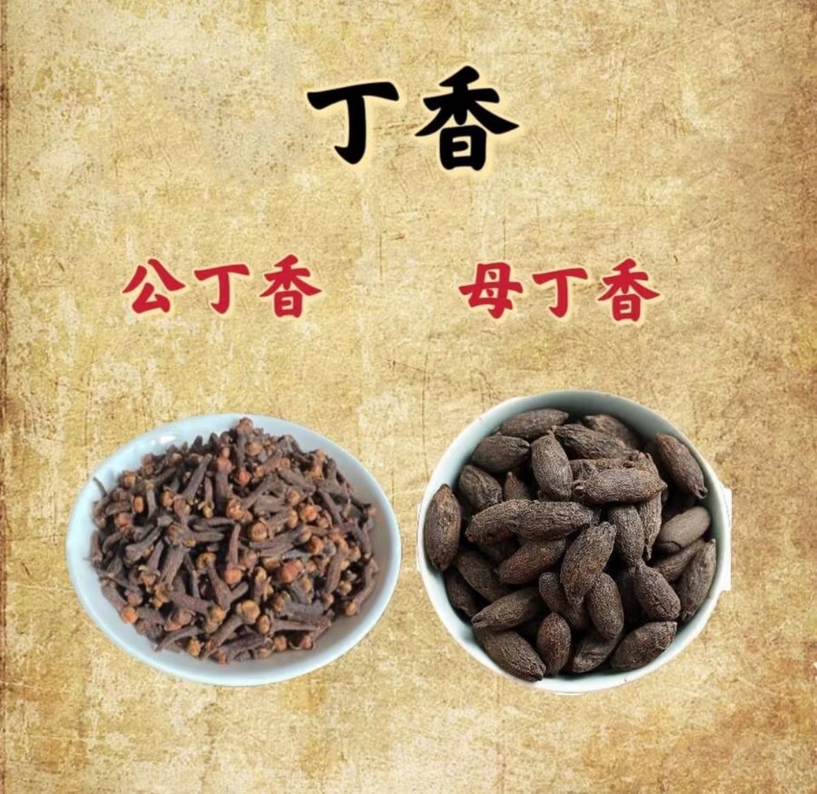 windson0707's tweet photo. たぶん役に立たない情報｜鶏舌香とは何か

鶏舌香とは、実は丁香（クローブ）のこと。
丁香には、つぼみを乾燥させた「公丁香」と、成熟した果実である「母丁香」がある。母丁香の形が鶏の舌に似ていることから「鶏舌香」と呼ばれた。

⸻

古代朝廷の“ガム”

古代において、鶏舌香の最も有名な用途は、いわば“ガム”のような役割だった。

『漢官儀』によれば、漢代の尚書郎（皇帝の近臣）は、奏事の前に必ず鶏舌香を口に含み、口気を清めなければならなかった。この礼���は「含香」と呼ばれ、やがて「含香」は朝廷で官職に就くことの代名詞にもなった。

興味深い逸話として、後漢の大臣・刁存は高齢で口臭があり、ある日、漢の桓帝から鶏舌香を賜る。刁存はそれを毒薬と思い込み、帰宅して家族に別れを告げて泣いたが、実は芳香剤だったという話。この出来事をきっかけに、鶏舌香は一層広まった。

⸻

口臭対策だけではない

鶏舌香には、口臭予防以外にもさまざまな用途がある。

1️⃣薬用効果
性は辛、味は温とされ、胃を温め、気の逆上を鎮め、腎を温補する効能があるとされた。口臭やしゃっくり、嘔吐などの緩和にも用いられる。

現代研究では、含有成分であるオイゲノール（丁香酚）に強い抗菌作用があることが確認されている。

2️⃣料理の香辛料
香辛料としても広く使われ、紅焼肉などの煮込み料理の香料の一つ。臭みを消し、香りを引き立てる。鶏舌香は「透骨香」とも呼ばれるほど、深く浸透する香りを持つ。我が家の肉料理にもよく使っている。

3️⃣お香の原料
香りが濃厚で持続性が高いため、焚香や香脂の原料としても用いられる。