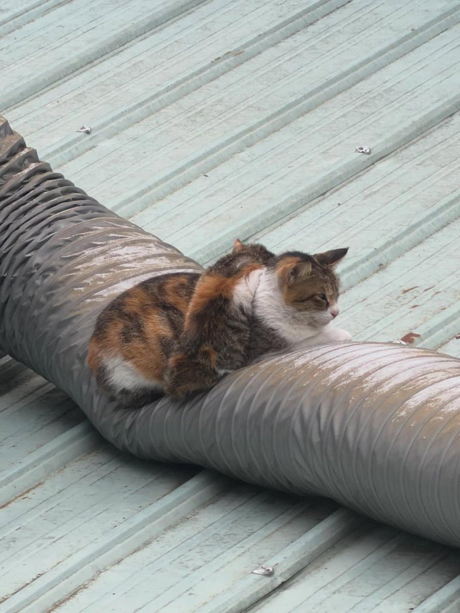 Cats with aura tweet media