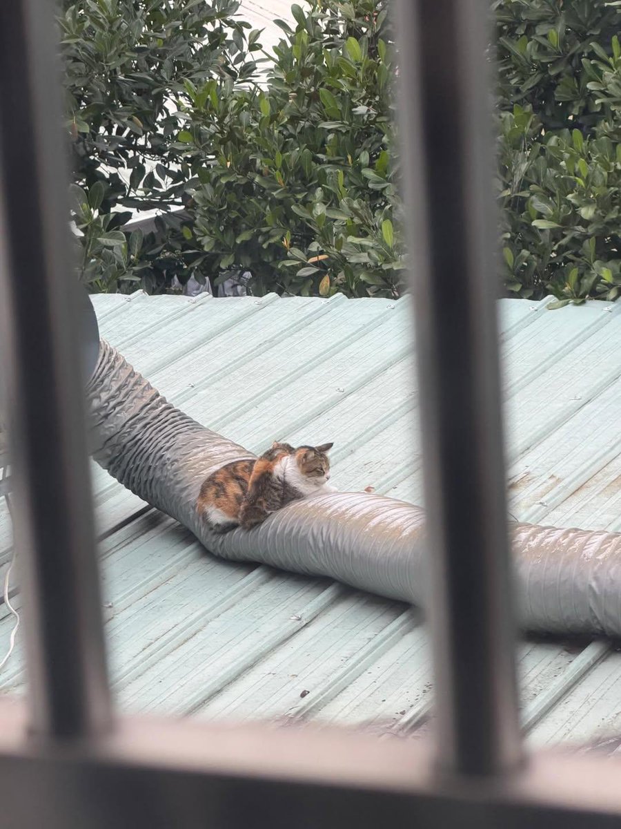 Cats with aura tweet media