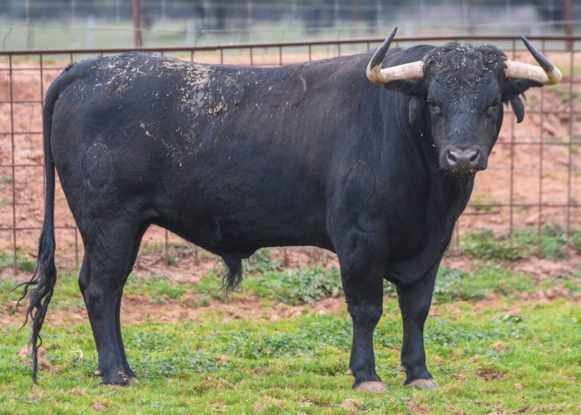 Portal Taurino tweet media