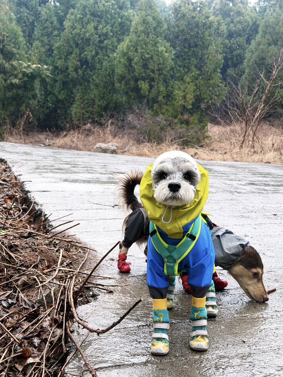 dogadogo2023's tweet image. Rain? XS still wants to go out. 🌧️🐾

For most people, rainy days mean staying home.
For XS, it just means a different kind of adventure.

Puddles, wet trails, the smell of the forest after rain —
nothing stops a curious nose.

#DGDG #DOGADOGO #DogAdventure #RainyDayWalks