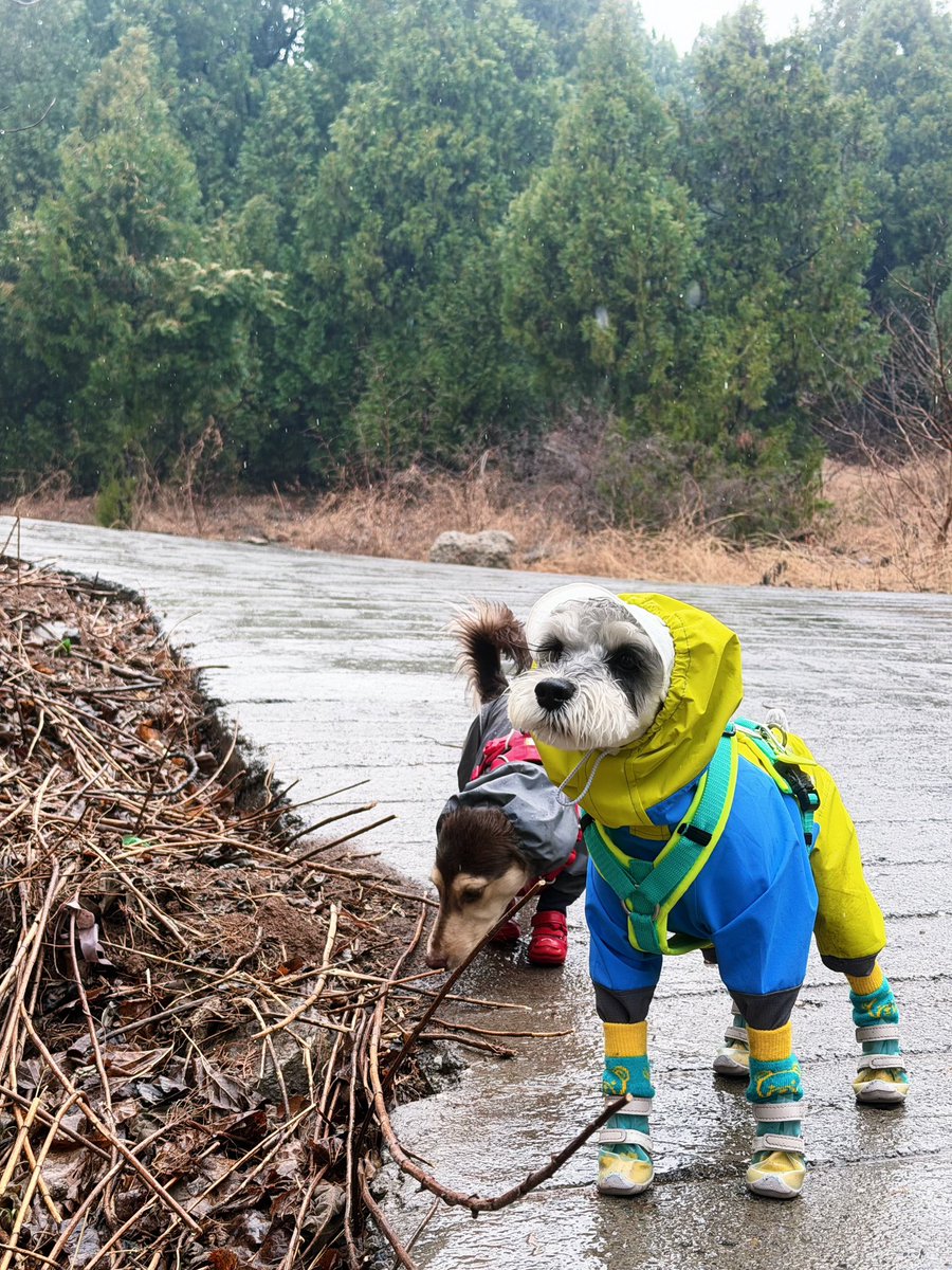 dogadogo2023's tweet image. Rain? XS still wants to go out. 🌧️🐾

For most people, rainy days mean staying home.
For XS, it just means a different kind of adventure.

Puddles, wet trails, the smell of the forest after rain —
nothing stops a curious nose.

#DGDG #DOGADOGO #DogAdventure #RainyDayWalks