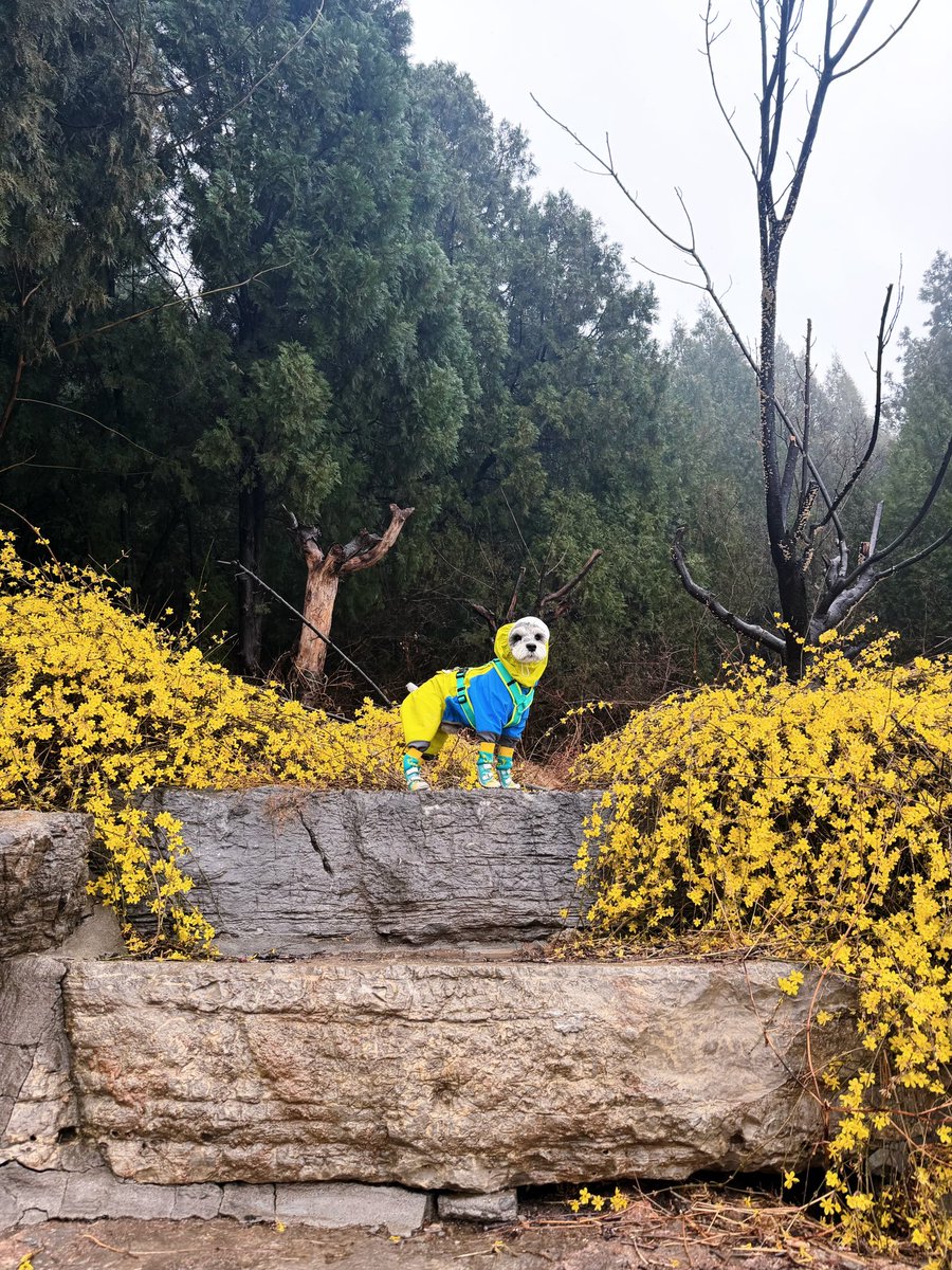 dogadogo2023's tweet image. Rain? XS still wants to go out. 🌧️🐾

For most people, rainy days mean staying home.
For XS, it just means a different kind of adventure.

Puddles, wet trails, the smell of the forest after rain —
nothing stops a curious nose.

#DGDG #DOGADOGO #DogAdventure #RainyDayWalks