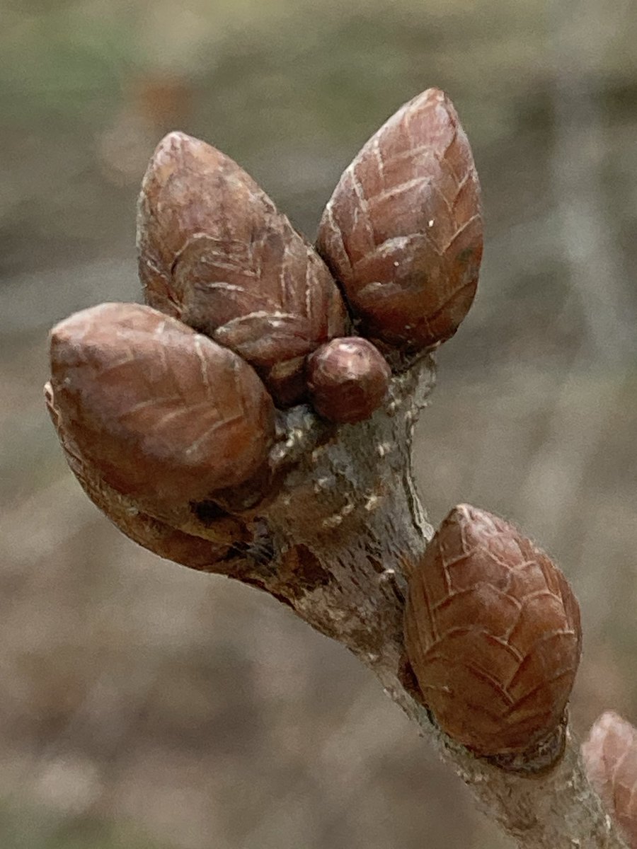 The English Oak Project tweet media