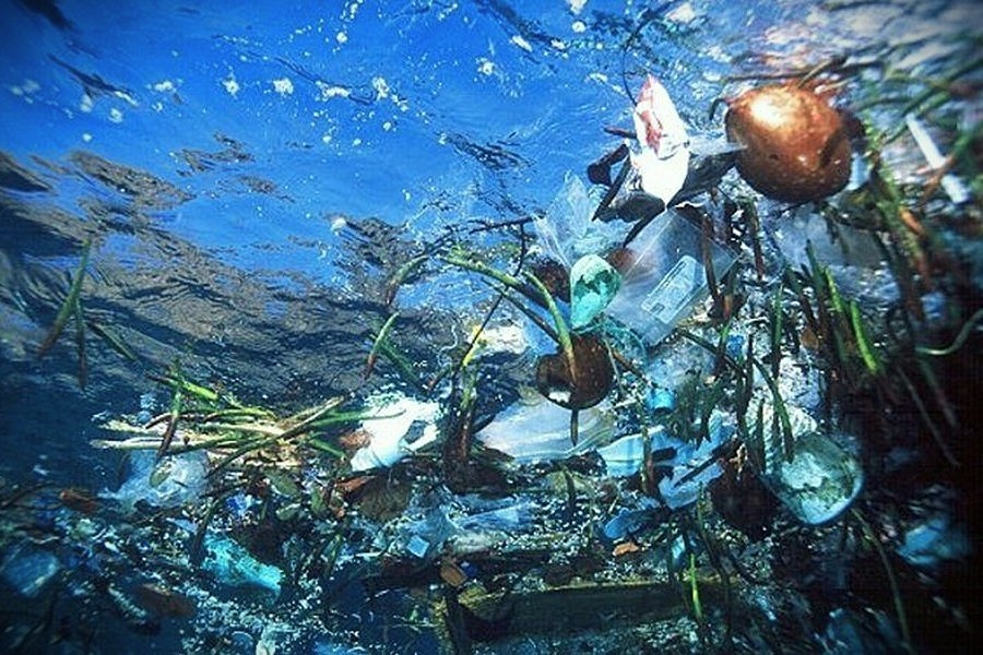 WetTribe's tweet photo. Mangrove propagules found floating along with debris during ocean plastic recovery tie our cleanup, mangrove restoration, and coral protection efforts together, as mangroves lower ocean acidification in adjacent waters. #WetTribe #TidetotheOcean #WetlandWednesday #OceanCleanup https://t.co/jcigleXtsZ