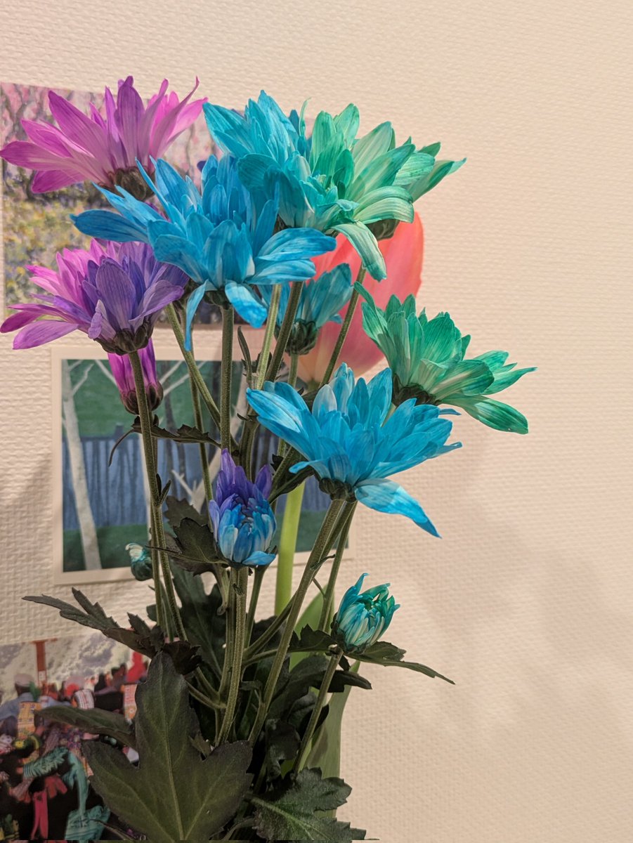 ミウラサイダー tweet media