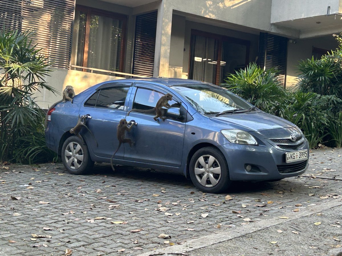 These monkey gangs will take you to the cleaners.  Stay safe out there