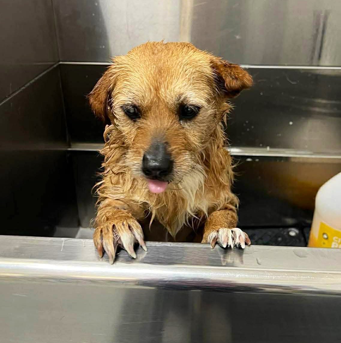 Donna Lac tweet media