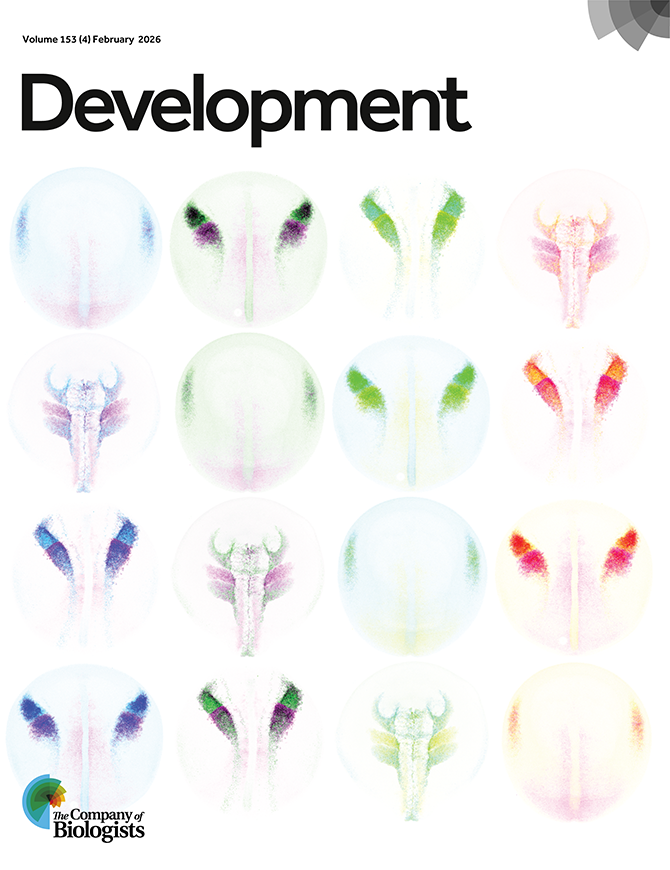 Development tweet media