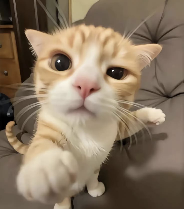 flowelune's tweet photo. 😼🫵🏻 https://t.co/J0VGqEwk7i