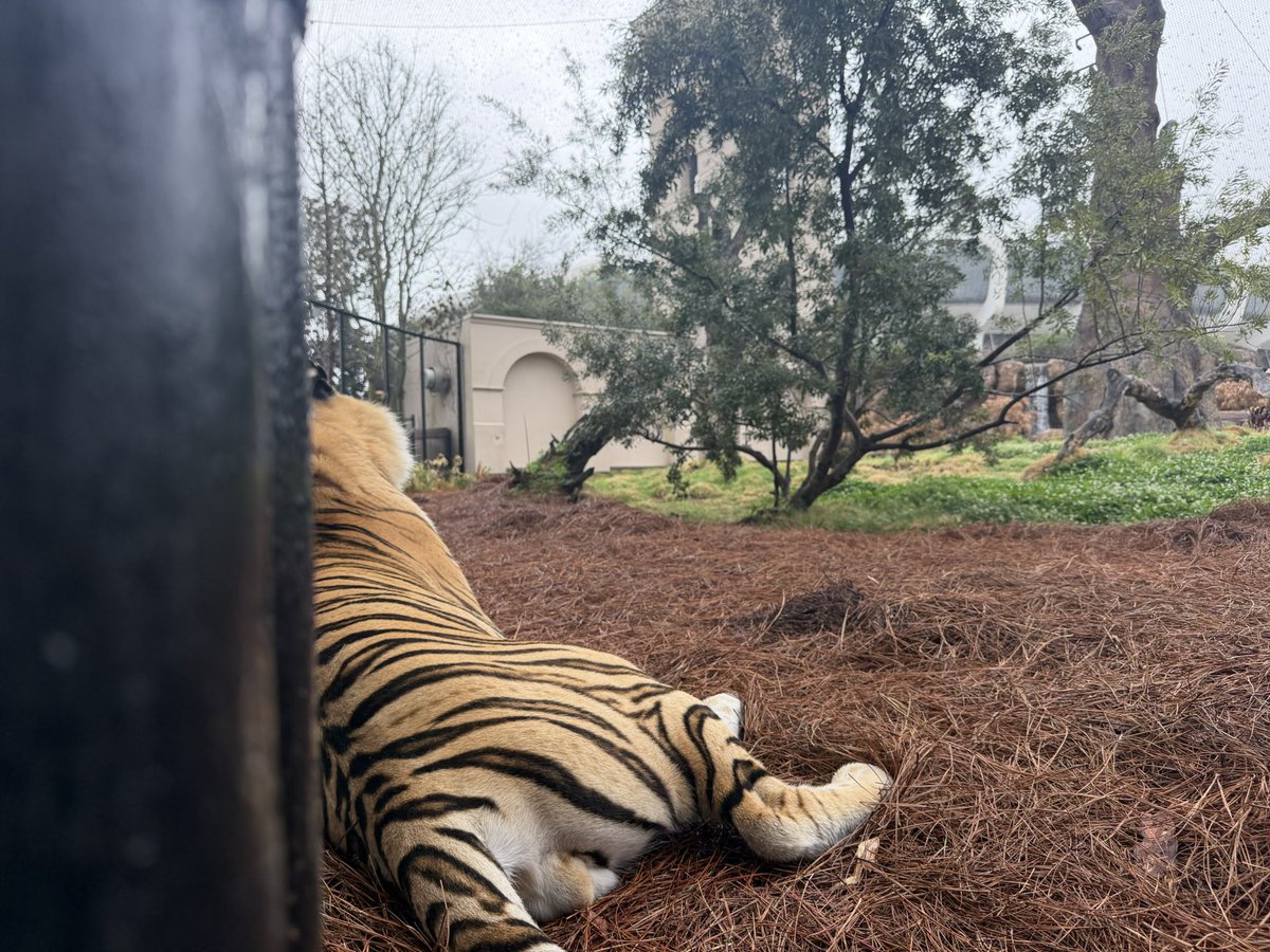 Mike VII tweet media