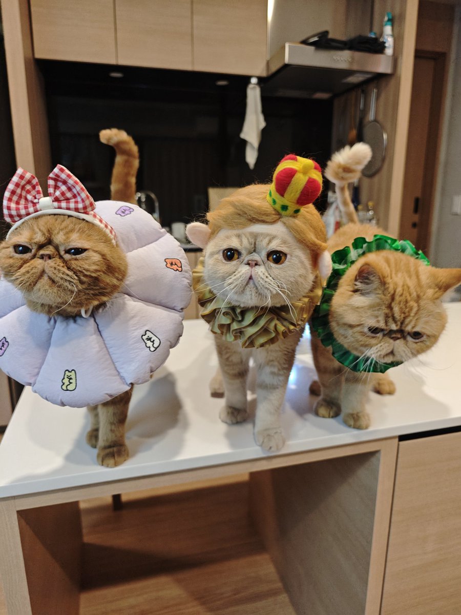 もずく酢 (@mozuku0518) / Posts / X