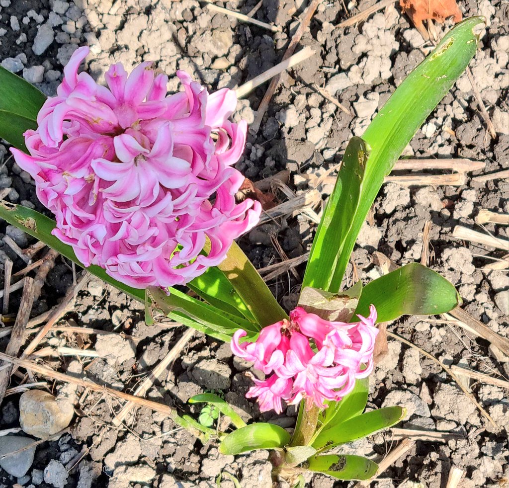 Lynda Jones tweet media