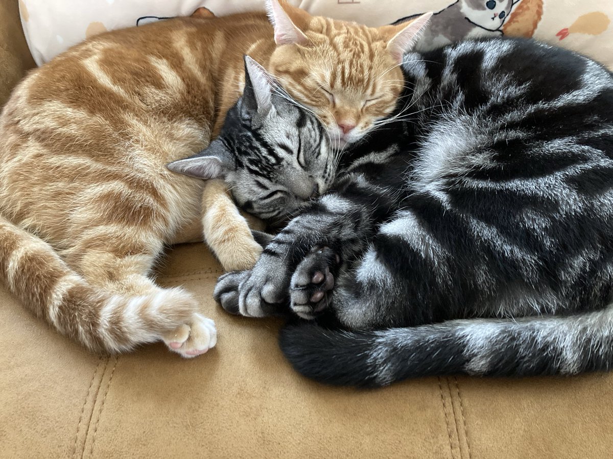 BinaryCat24778's tweet photo. デバッグで行き詰まったので、猫吸い休憩に入ります🐾

#今日の開発環境 #猫のいる暮らし #猫吸い #BinaryCat #アメショ https://t.co/EgICAyh8pu