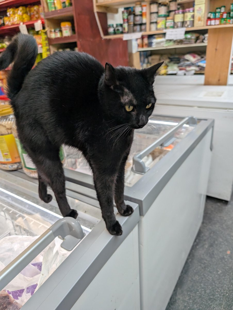 _bodegacatsofny's tweet photo. r/bodegacats 🙌🙌🙌
—  
Documenting the working cats of the five boroughs. The book arrives in October 2026. The art prints and apparel are available now. Link in bio. DM for C/R.

#bodegacatsofnewyork #workingcats #bodegacats #newyorkbodegacats #union444 https://t.co/oJkGeuIk7H