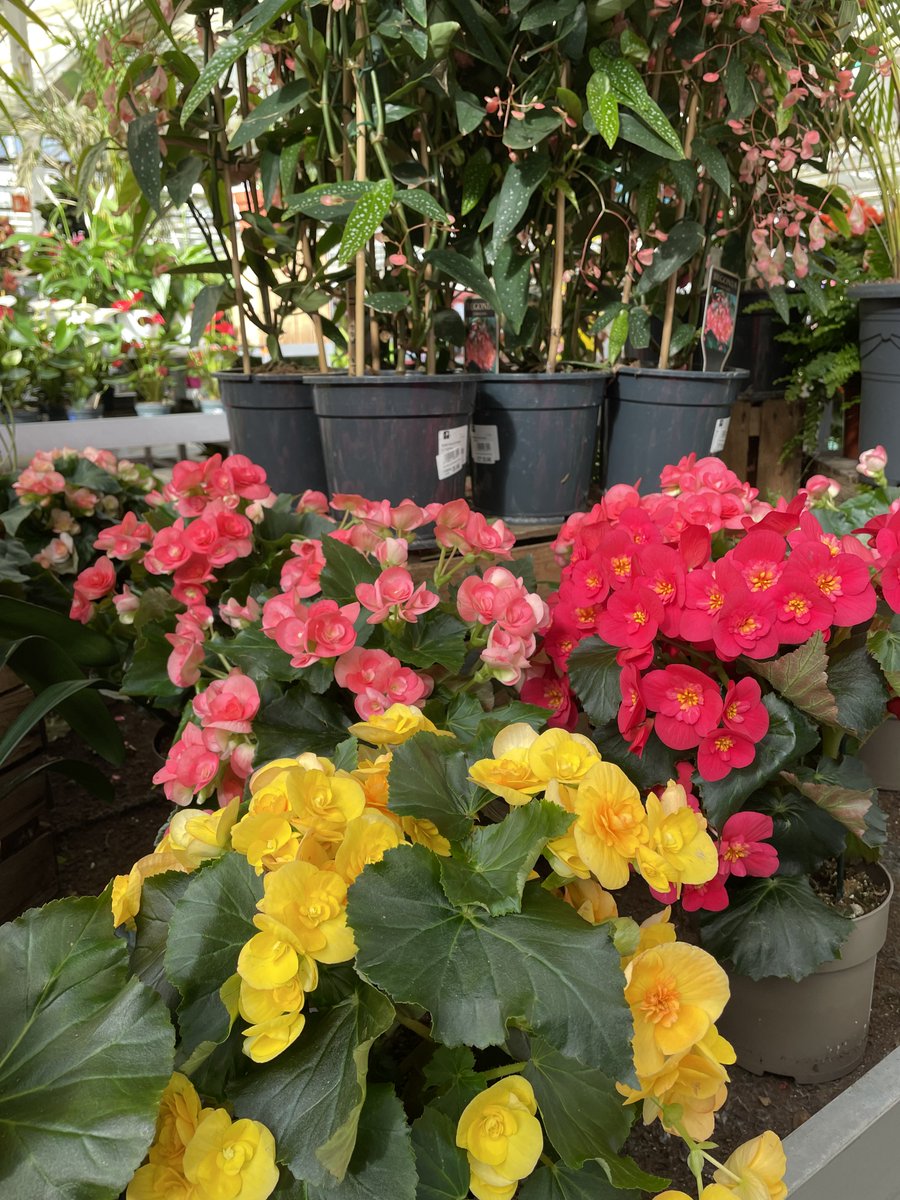 Truffaut tweet media