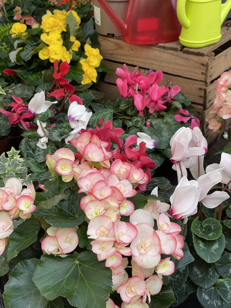 Truffaut tweet media