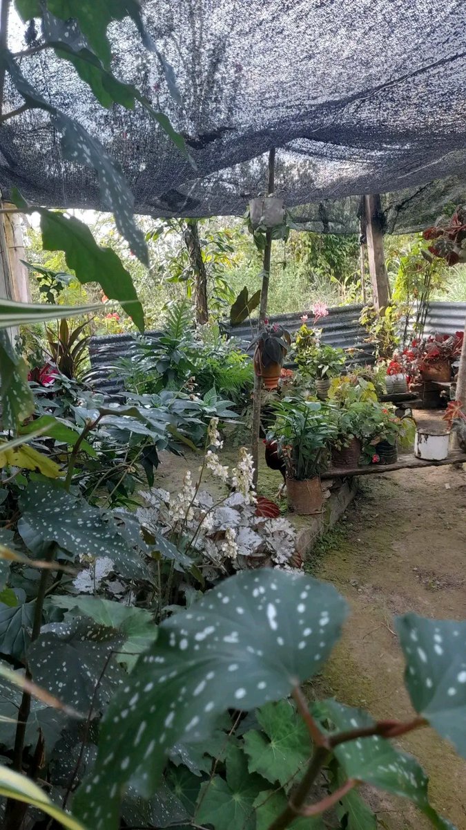 En la zona rural de Barranca en la demarcación del Laurel #TercerFrente donde #NuestroEsfuerzoEsDiario también hay bellos jardines, las #Campesinas tienen un gusto especial para las plantas y las flores.
#SantiagodeCuba