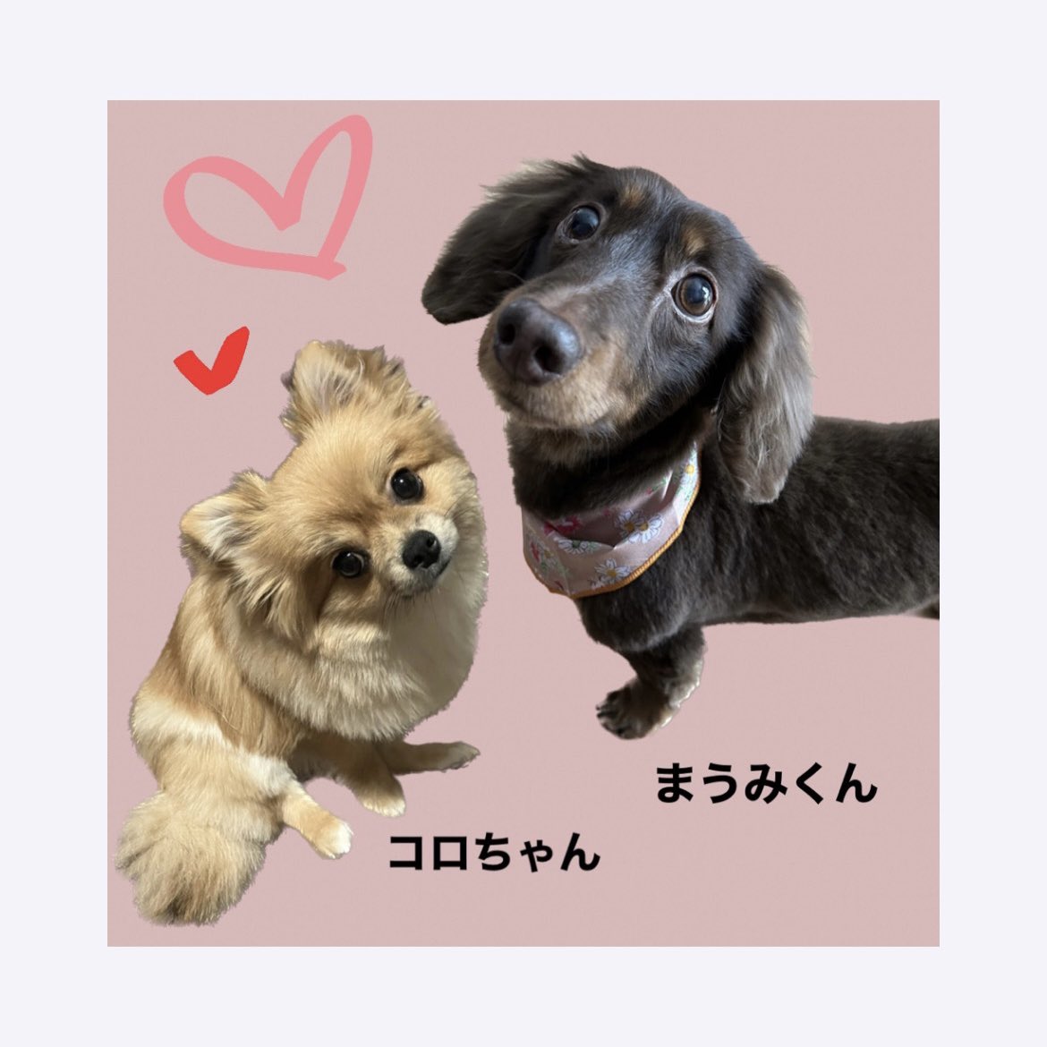 プロフィール画像が まだ2025年にいることに気づき(遅い) ウチのかわい