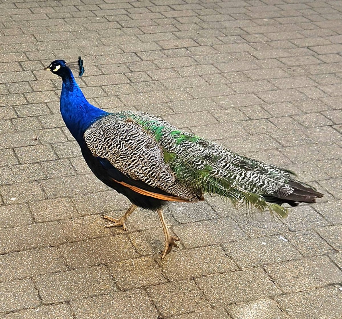 Bookaholic Bex tweet media