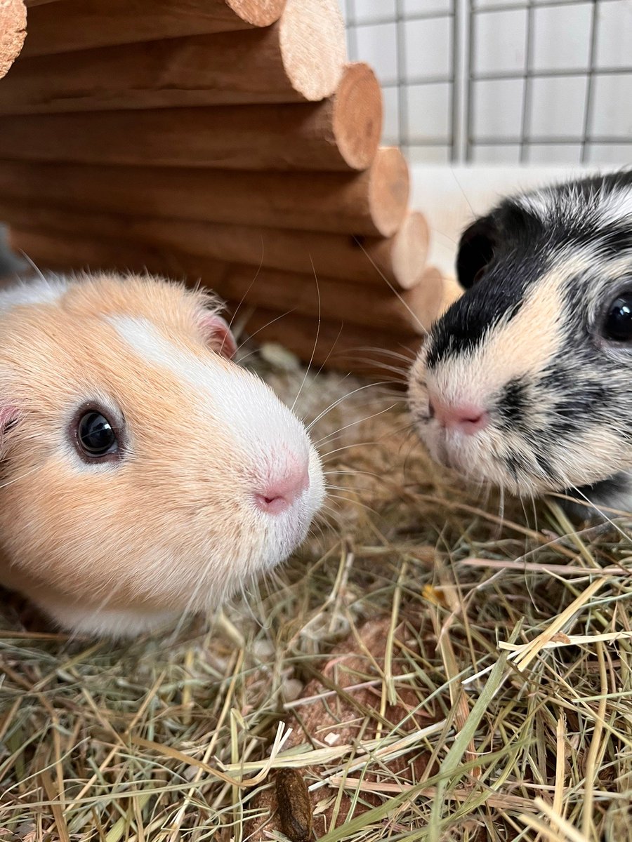 kobeepb 🔜 Twitchcon EU tweet media