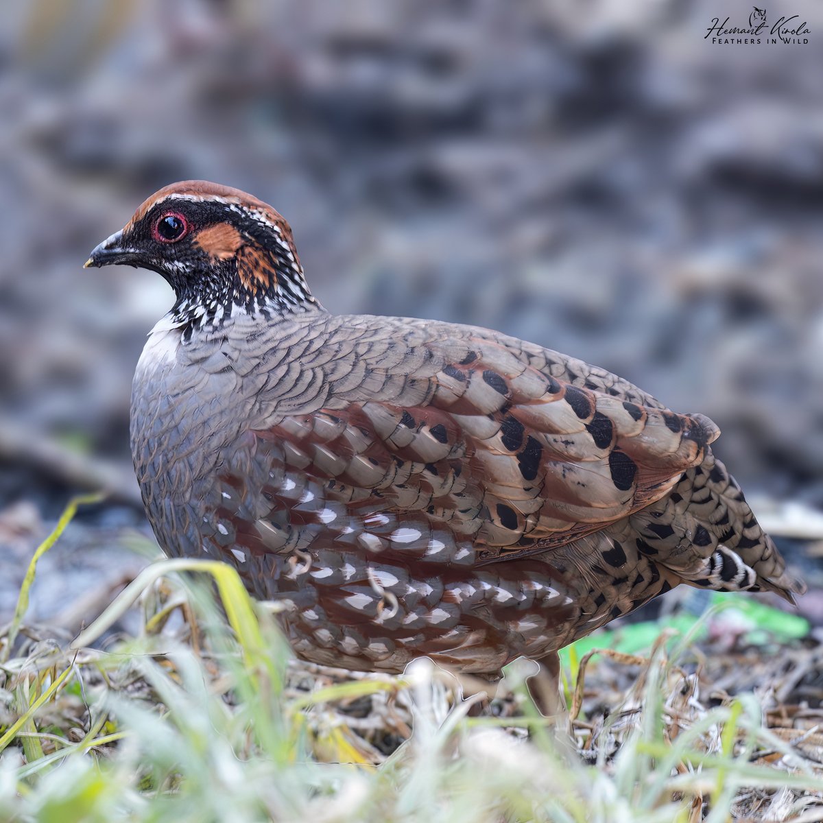 Feathers in Wild_Hemant Kirola tweet media