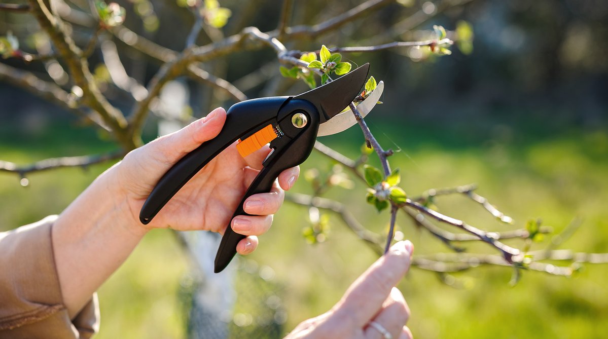 Truffaut tweet media