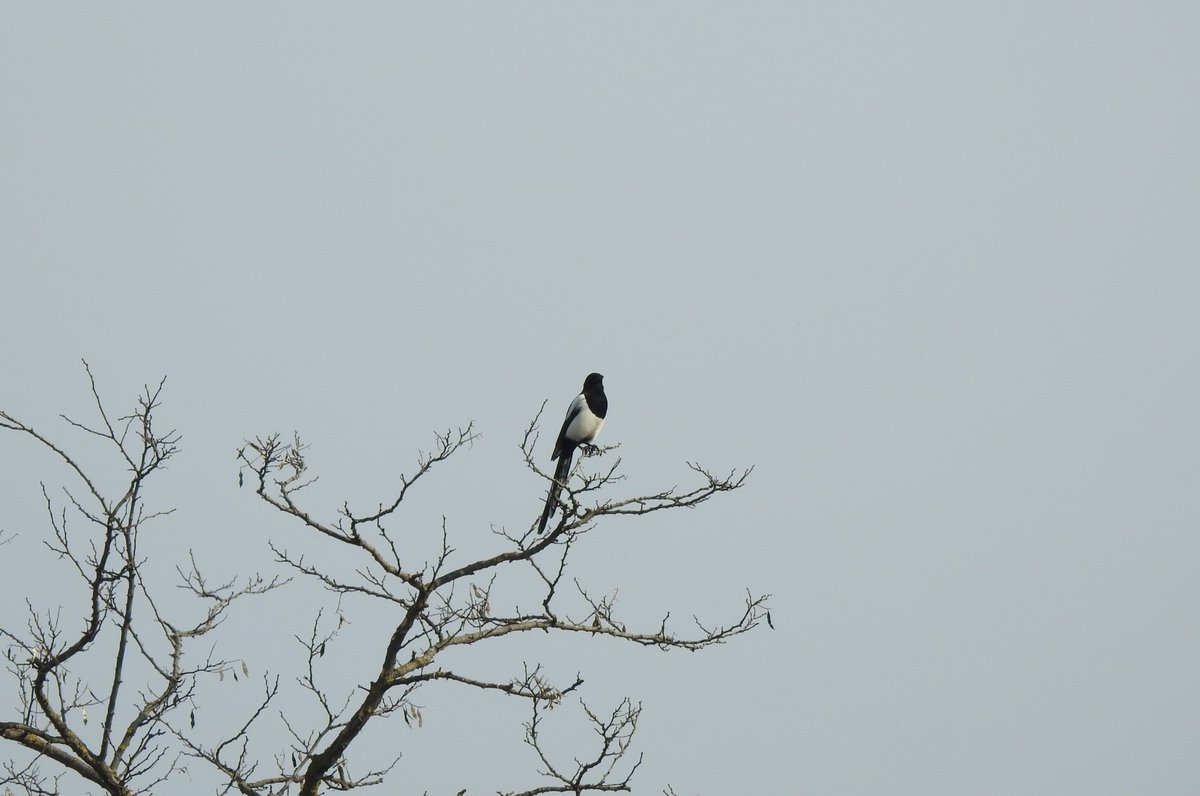 natur18442751's tweet photo. Elster
#Magpie
#harraka https://t.co/0NzAlZ2fch
