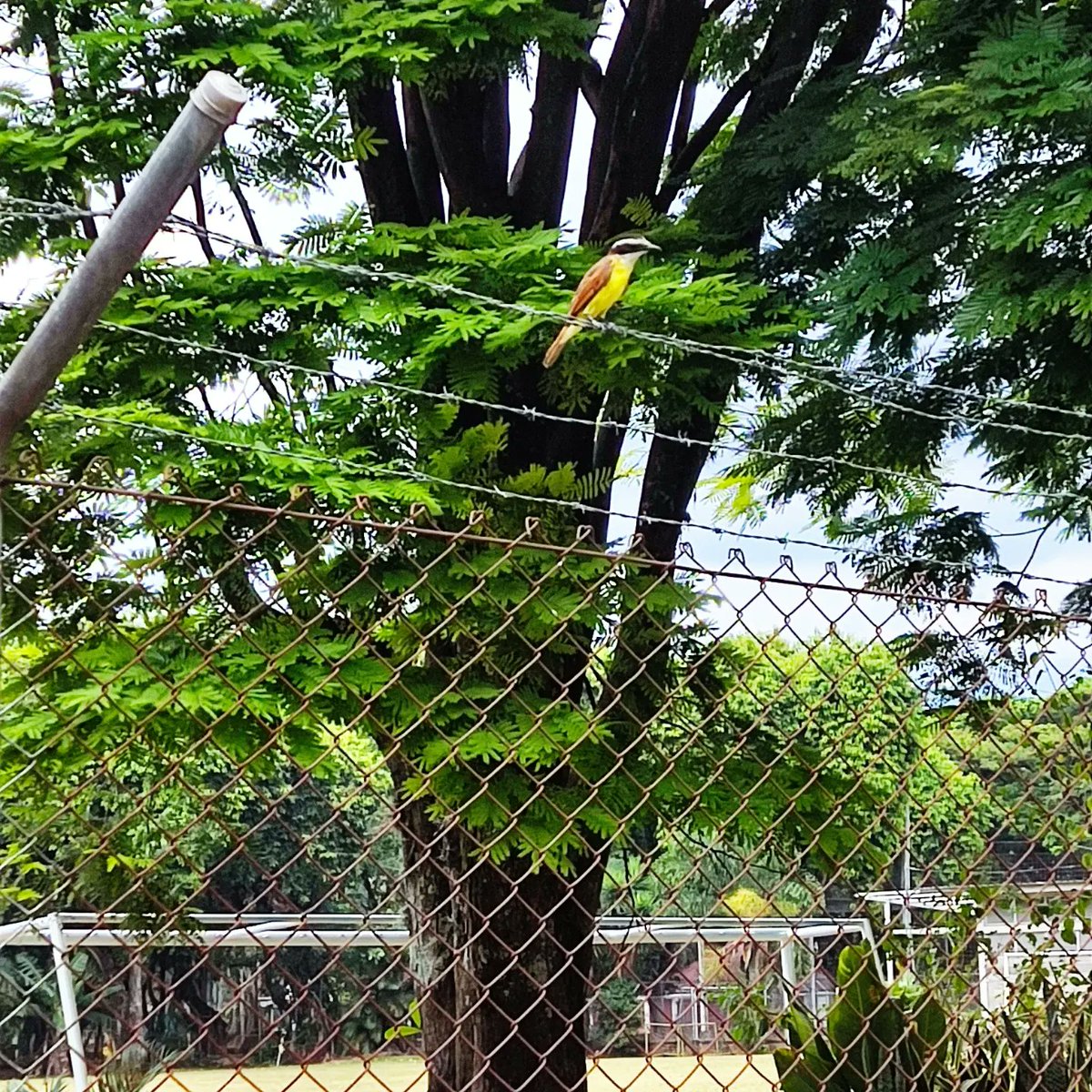 Marco Jair Trujillo tweet media