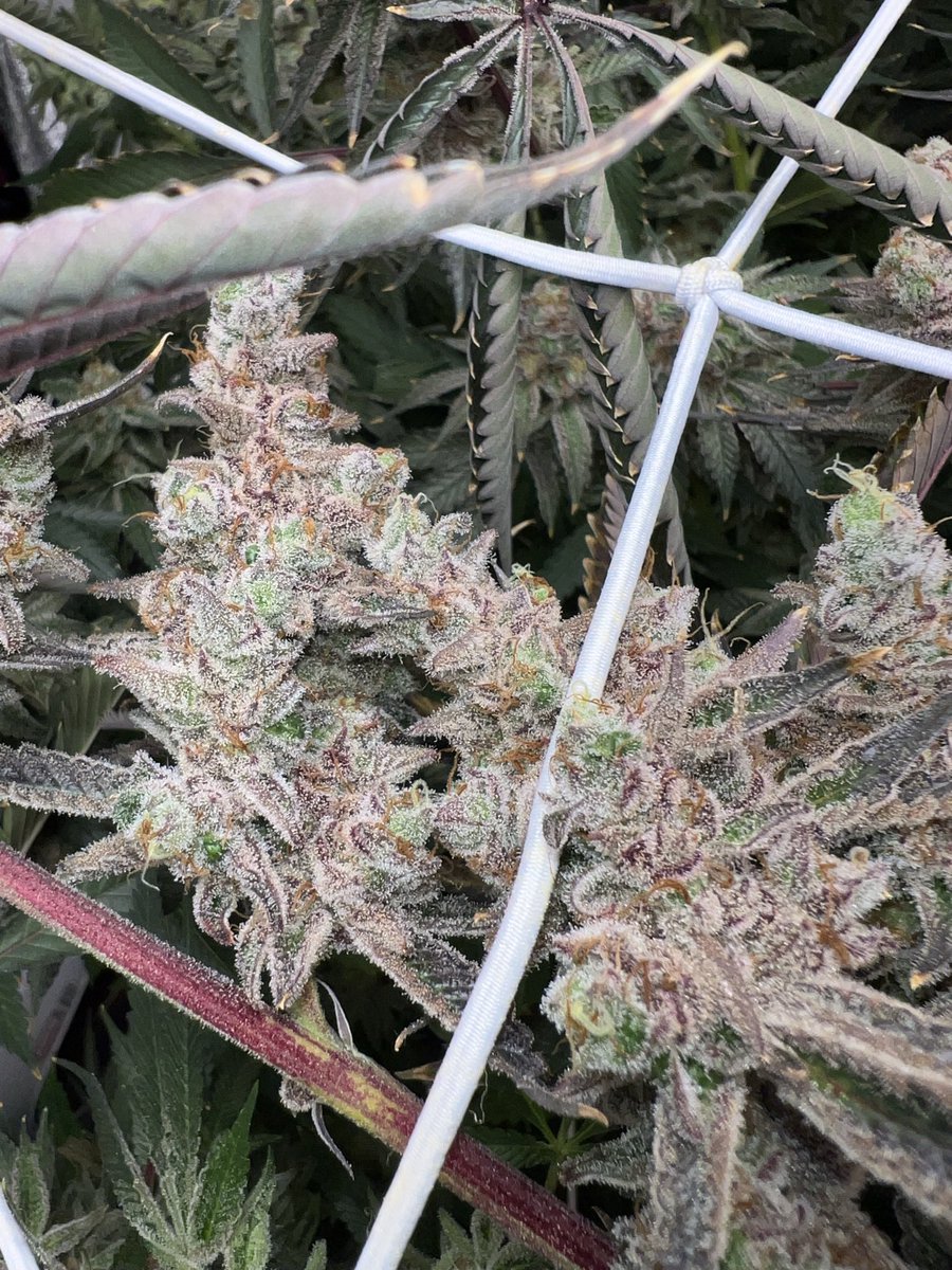 Bobs Bomb Buds tweet media